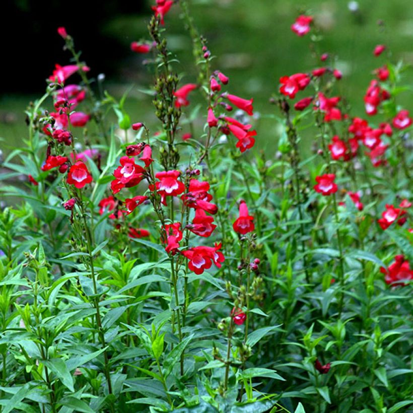 Penstemon Rubicundus (Fioritura)