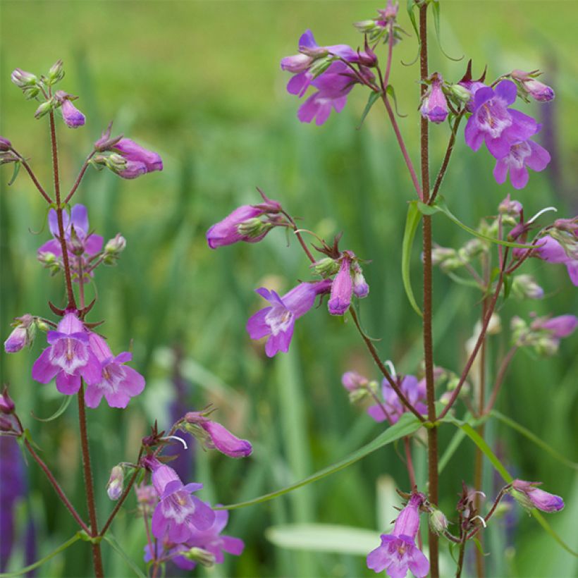Penstemon Sour Grapes (Flowering)