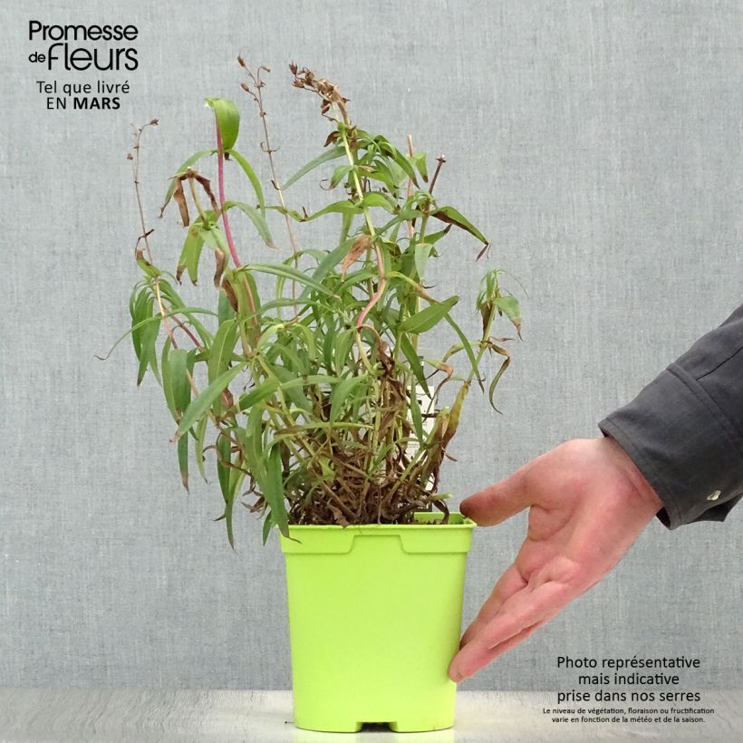 Example of Penstemon Souvenir d'Adrien Régnier Vaso da 2L/3L as you get in printemps