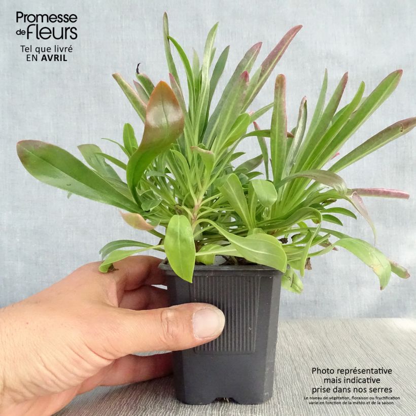 Penstemon barbatus Coccineus Vasetto da 8/9 cm esemplare consegnato in primavera