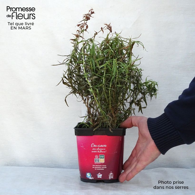 Penstemon barbatus Coccineus Vaso da 2L/3L esemplare consegnato in primavera