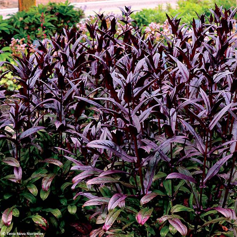 Penstemon digitalis Dakota Burgundy (Fogliame)