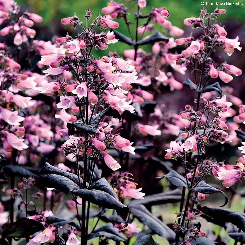Penstemon digitalis Dakota Burgundy (Fioritura)