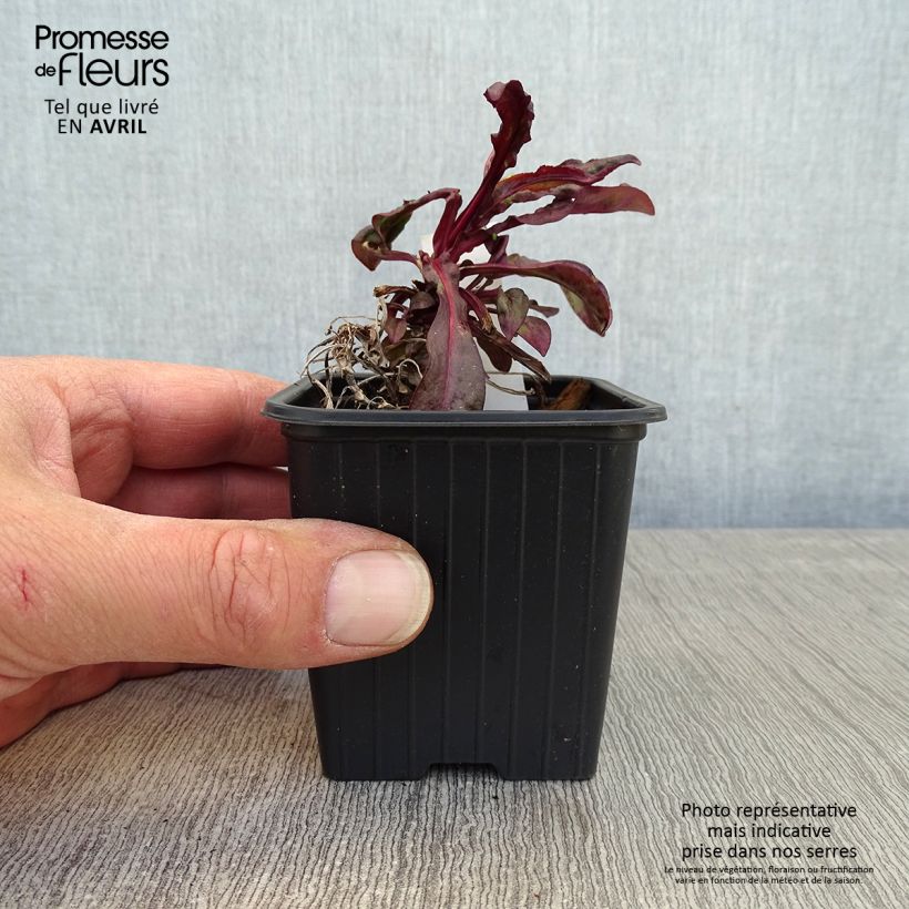 Penstemon digitalis Dakota Burgundy Vasetto da 8/9 cm esemplare consegnato in primavera