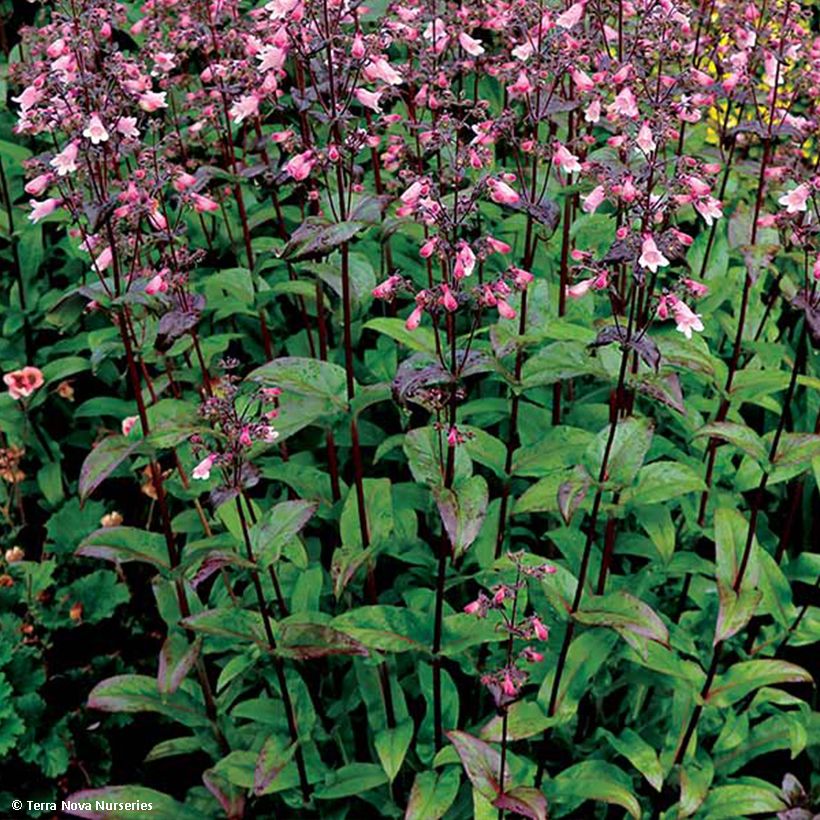 Penstemon digitalis Dakota Verde (Fogliame)