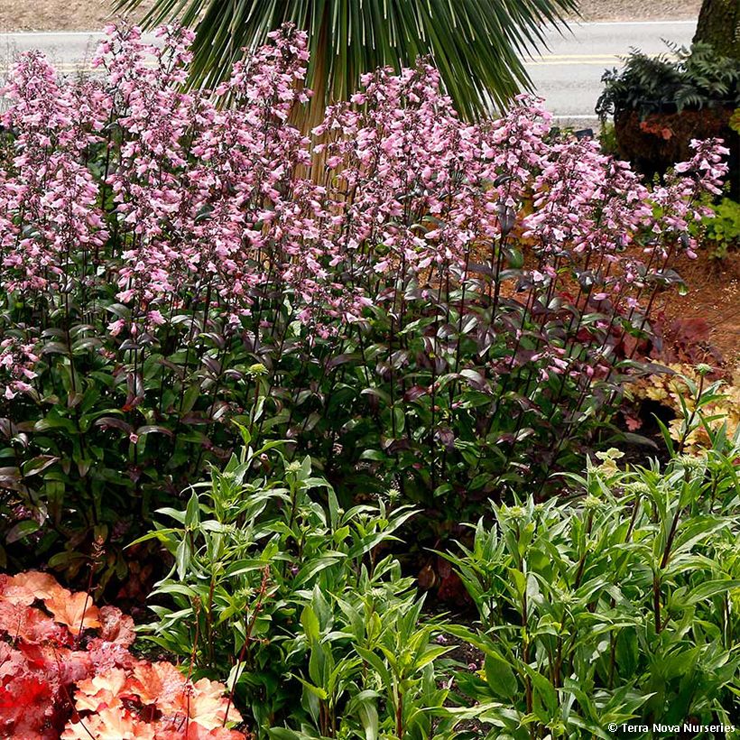 Penstemon digitalis Dakota Verde (Porto)
