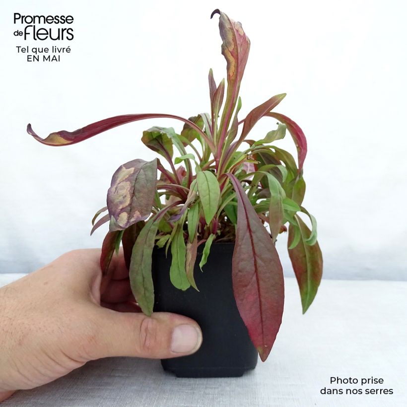 Penstemon digitalis Pocahontas Vasetto da 8/9 cm esemplare consegnato in primavera