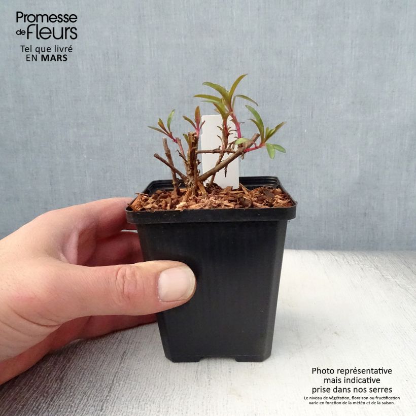 Penstemon glaber Vasetto da 8/9 cm esemplare consegnato in primavera