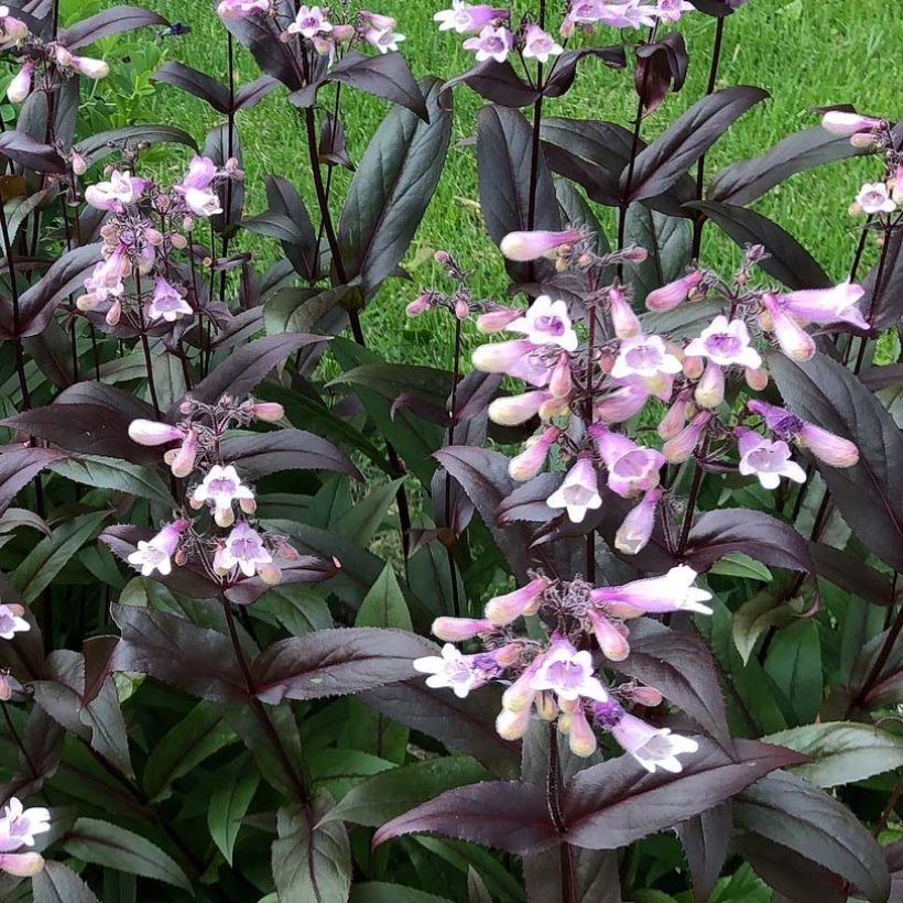 Penstemon digitalis Dark Towers (Fioritura)