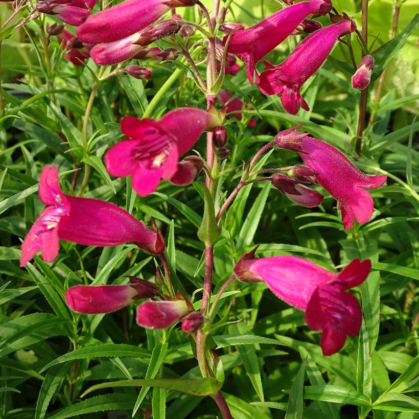 Penstemon Garnet (Flowering)