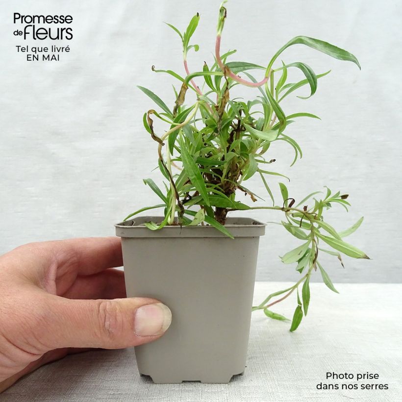 Example of Penstemon Garnet Vasetto da 8/9 cm as you get in printemps