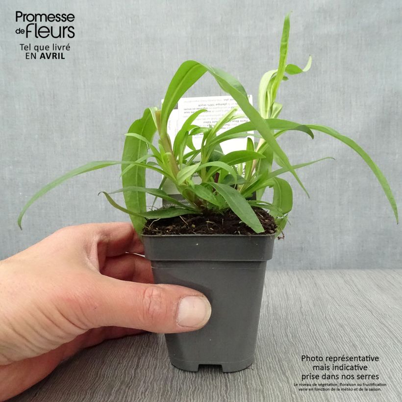 Example of Penstemon Midnight Vasetto da 8/9 cm as you get in printemps