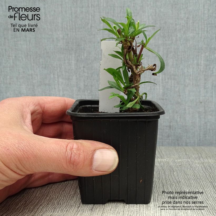 Example of Penstemon Russian River Vasetto da 8/9 cm as you get in printemps