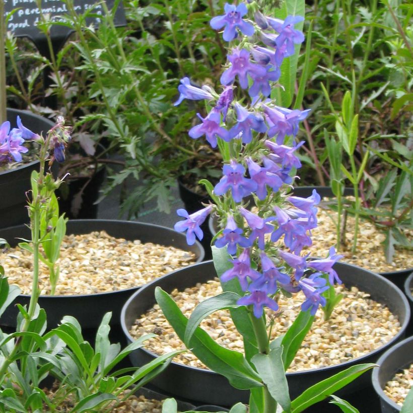 Penstemon mensarum (Flowering)