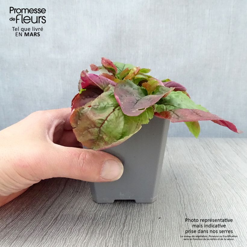 Example of Penstemon smallii Vasetto da 8/9 cm as you get in printemps