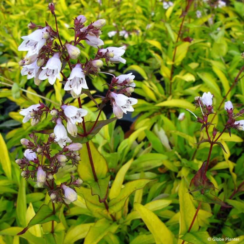Penstemon digitalis Goldfinger (Fioritura)