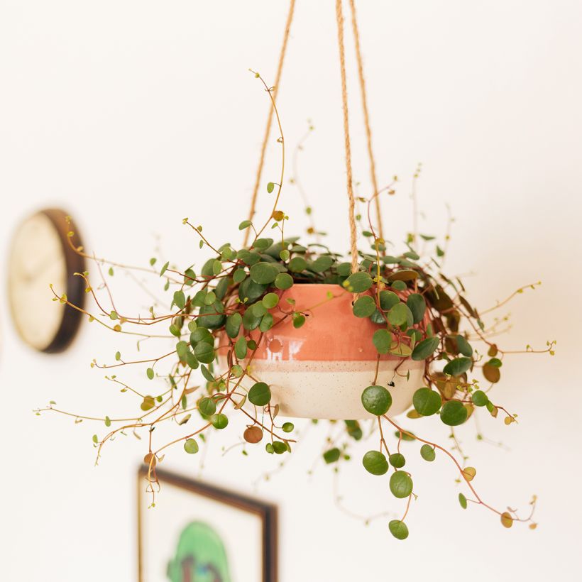 Peperomia Pepperspot (Porto)