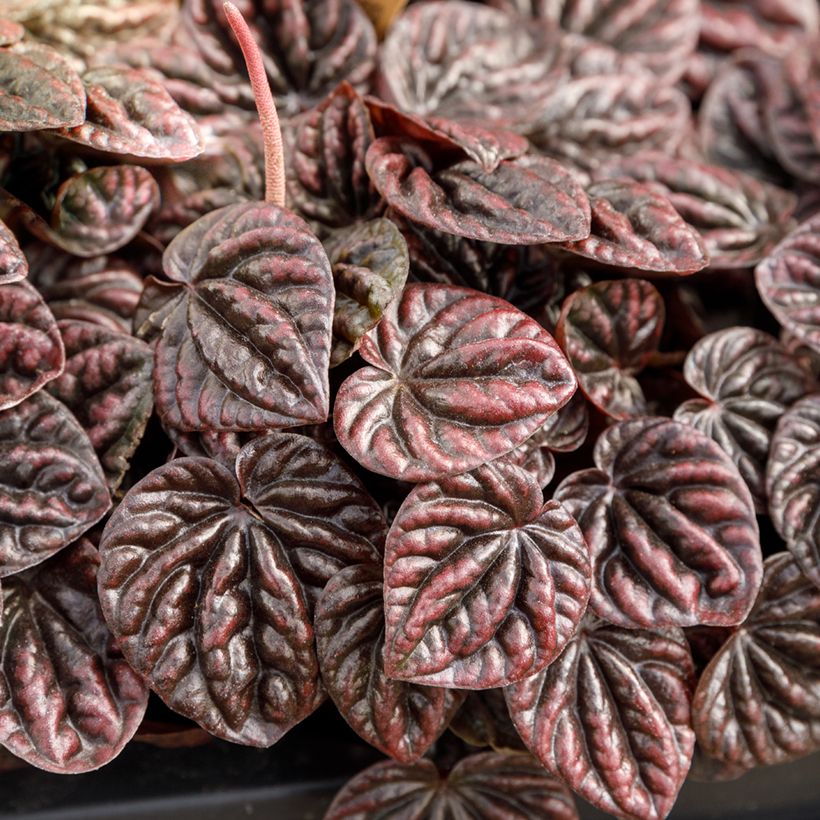 Peperomia caperata Luna (Fogliame)