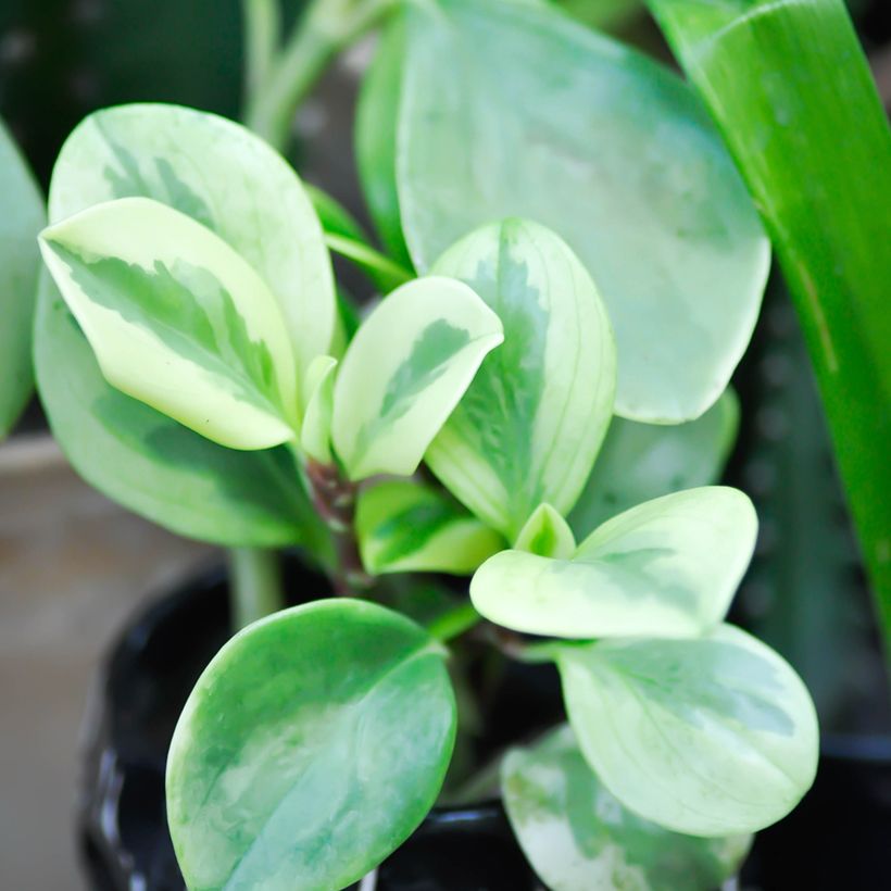 Peperomia obtusifolia Bicolor (Fogliame)