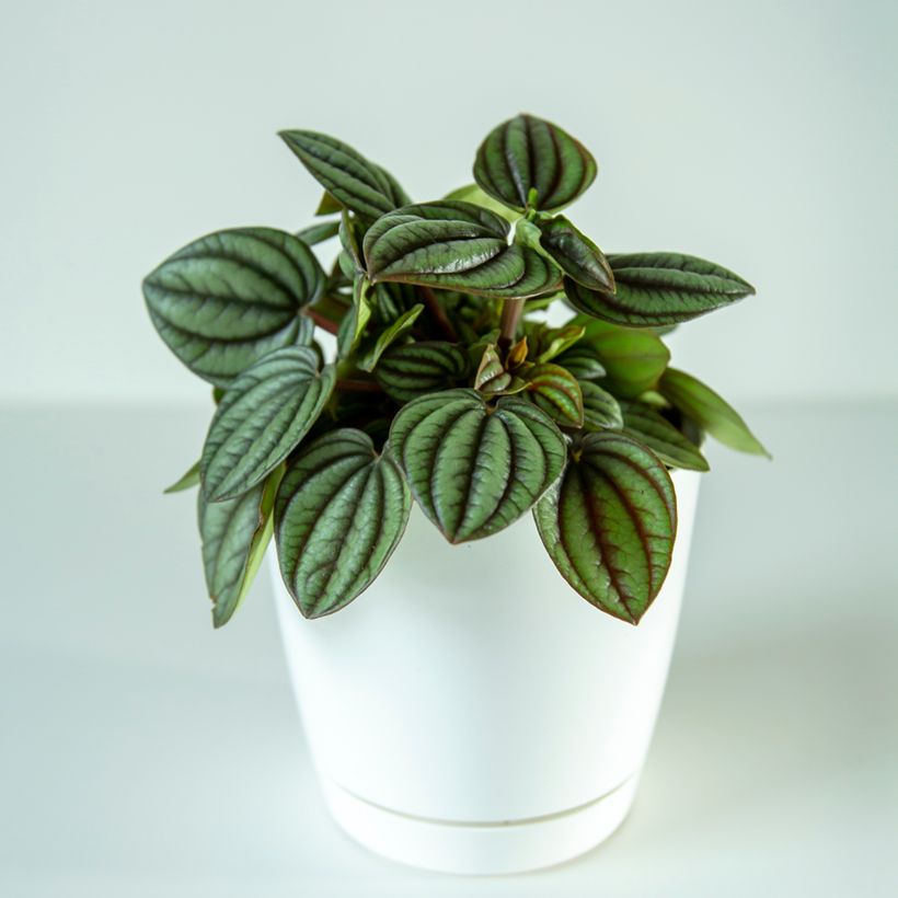 Peperomia albovittata Piccolo Banda (Porto)