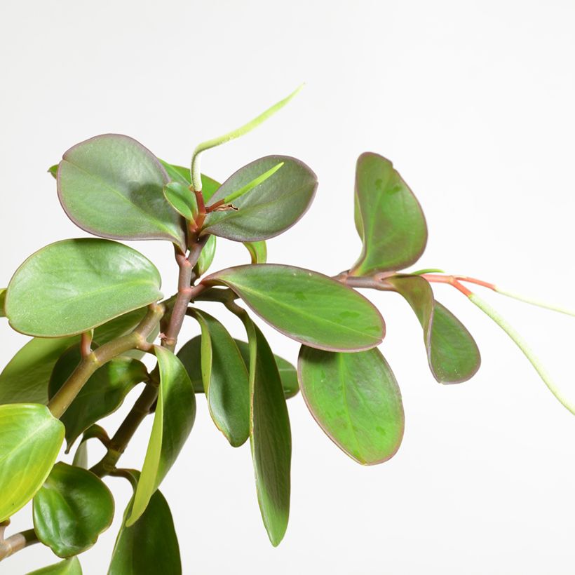 Peperomia obtusifolia Green (Flowering)