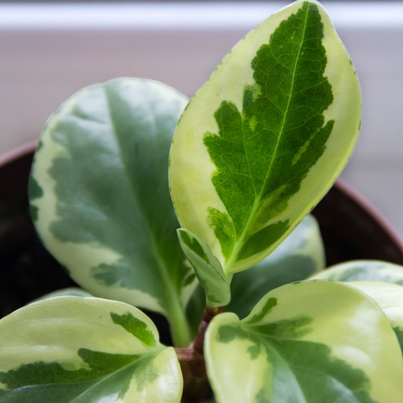 Peperomia obtusifolia USA (Fogliame)