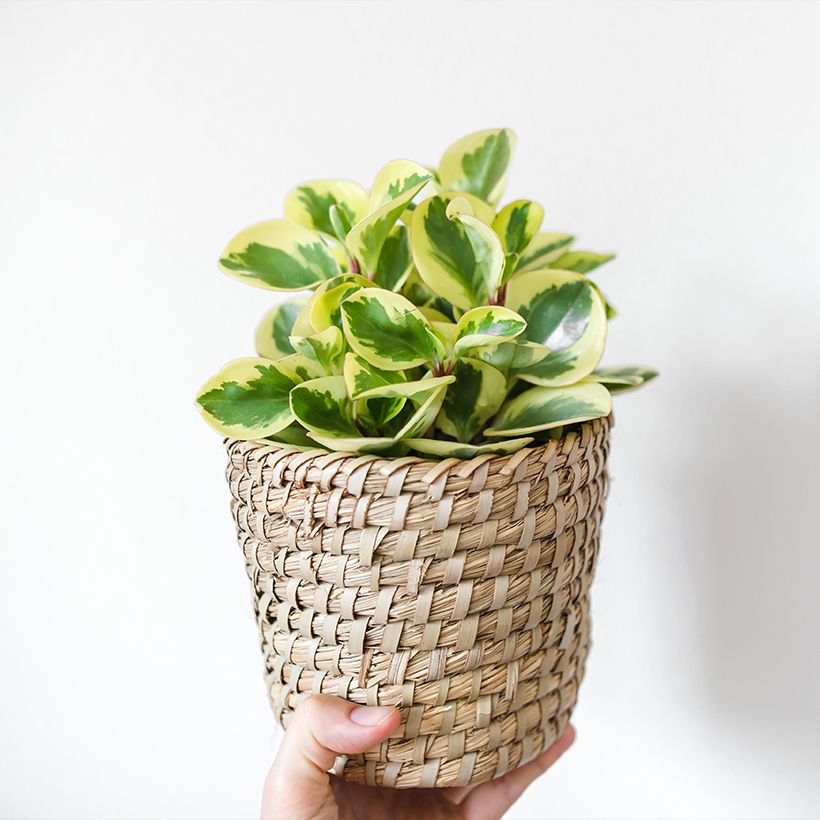 Peperomia obtusifolia USA (Porto)