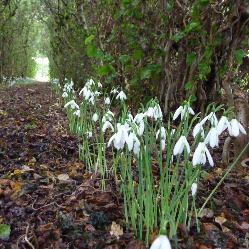 Galanthus reginae-olgae - Bucaneve (Plant habit)