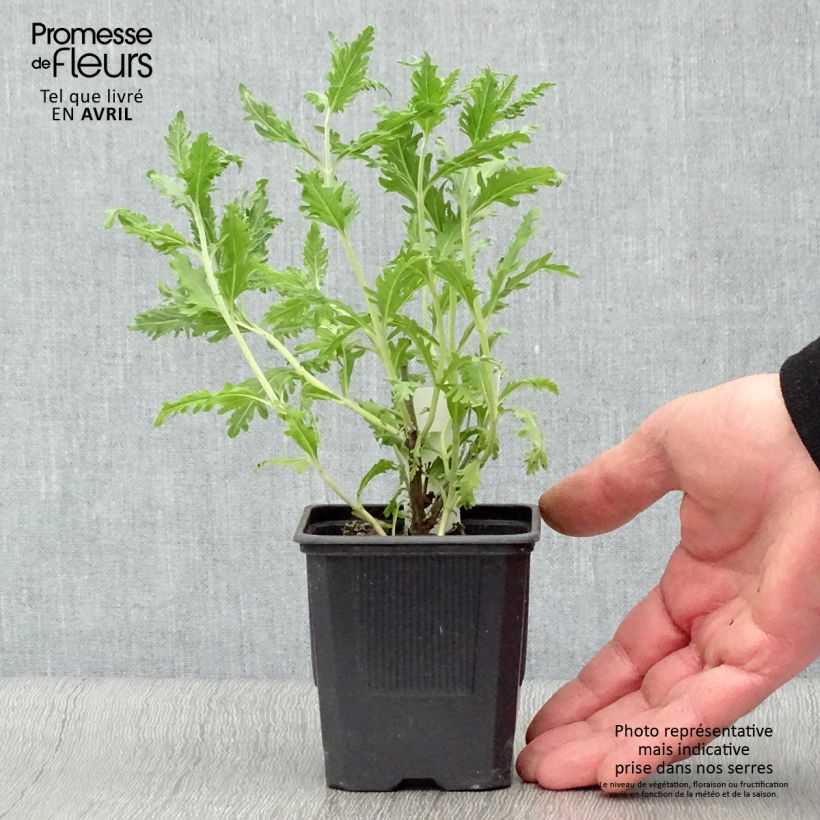 Perovskia atriplicifolia Blue Spire - Salvia russa Vasetto da 8/9 cm esemplare consegnato in primavera