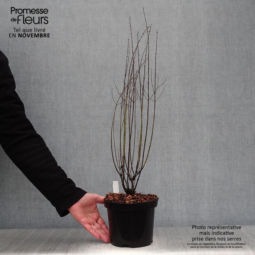 Esemplare di Perovskia atriplicifolia Little Spire - Salvia russa Vaso da 2L/3L come consegnato in autunno