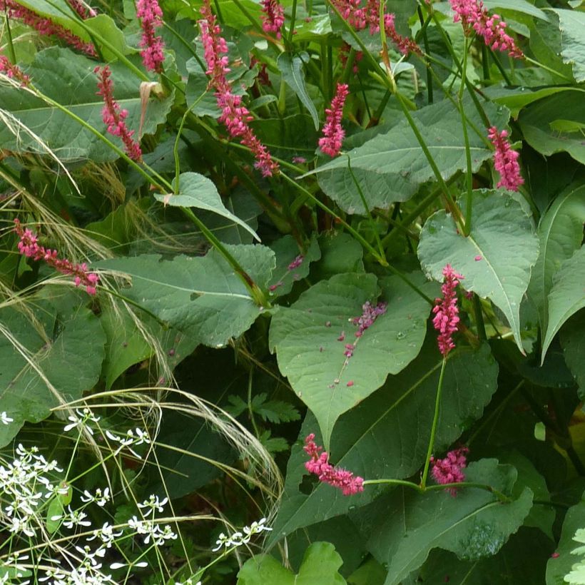 Persicaria amplexicaulis Speciosa (Foliage)