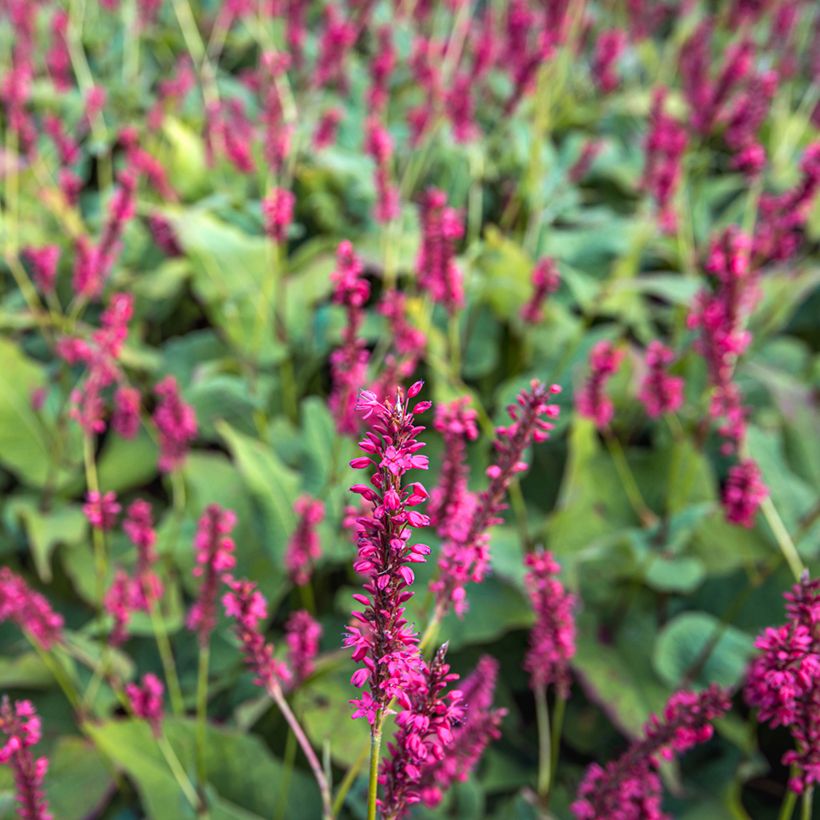 Persicaria amplexicaulis Speciosa (Flowering)