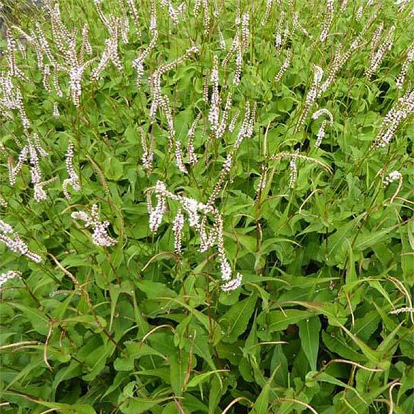 Persicaria amplexicaulis White Eastfield (Flowering)