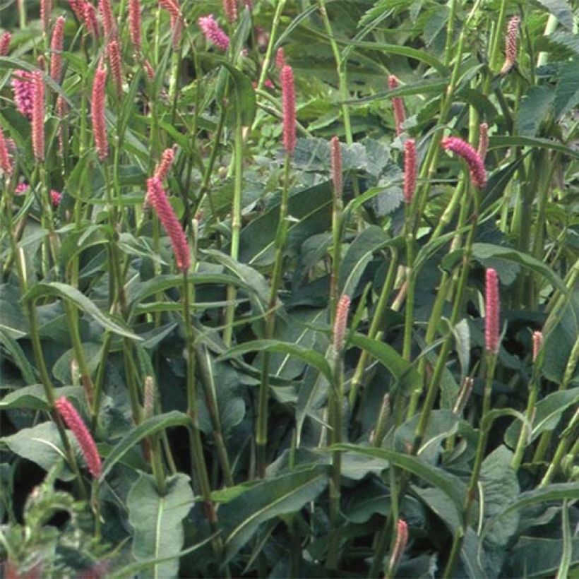 Persicaria bistorta Hohe Tatra - Bistorta (Foliage)