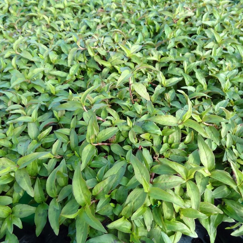 Persicaria odorata - Coriandolo vietnamita (Plant habit)