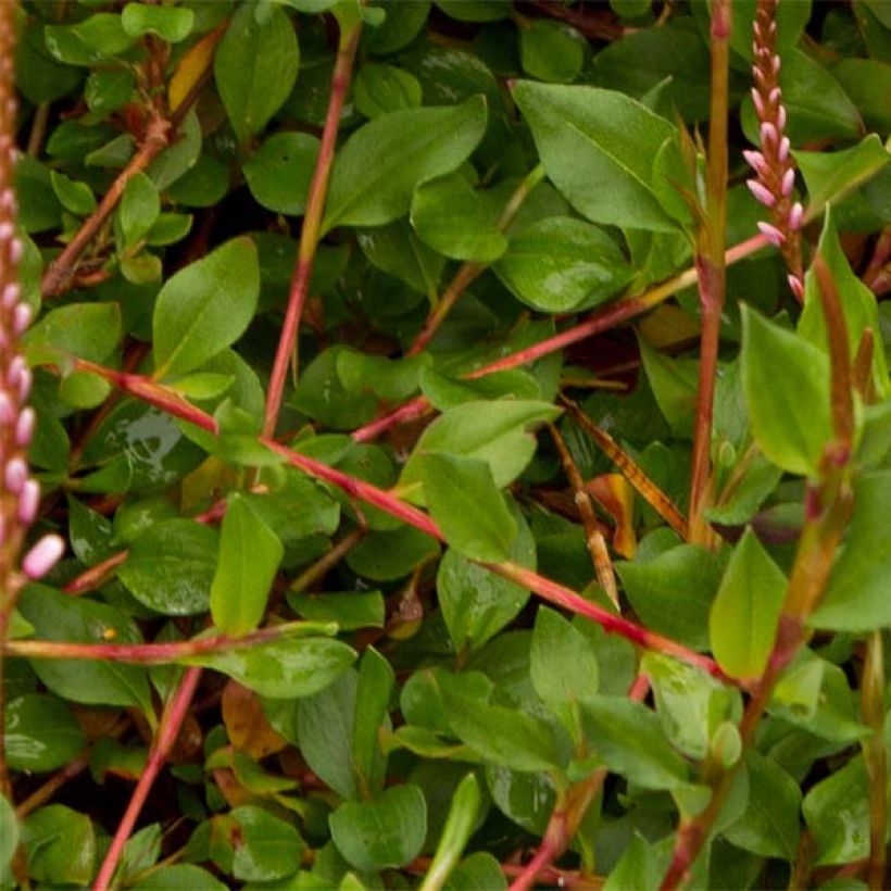 Persicaria vacciniifolia (Foliage)