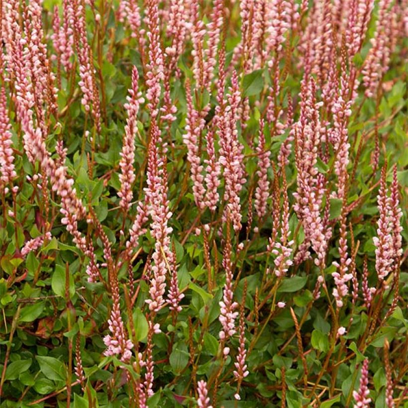 Persicaria vacciniifolia (Flowering)