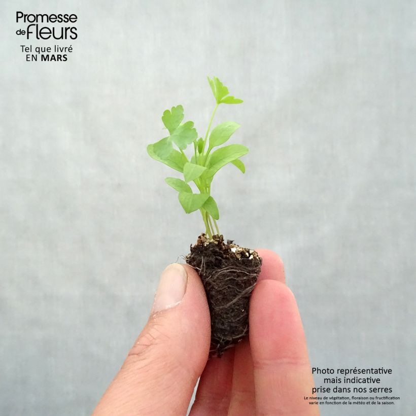 Prezzemolo Gigante d'Italia mini zolla... esemplare consegnato in primavera