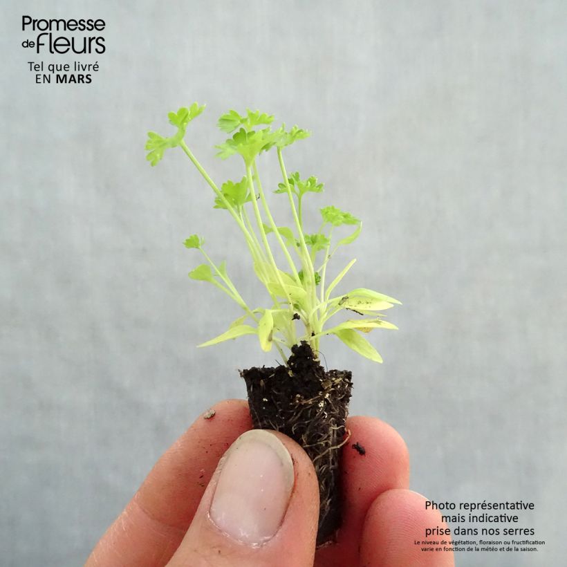 Example of Prezzemolo riccio Grüne Perle Mini zolla Ø 1,5/2,5 cm as you get in printemps