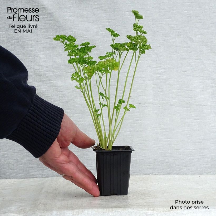 Prezzemolo riccio Verde scuro Bio Vasetto da 8/9 cm esemplare consegnato in primavera