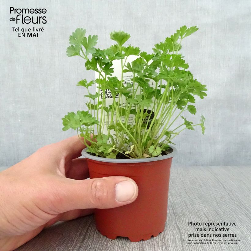 Prezzemolo riccio Verde scuro Bio (piante) Vaso da Ø 10 cm/11 cm esemplare consegnato in primavera