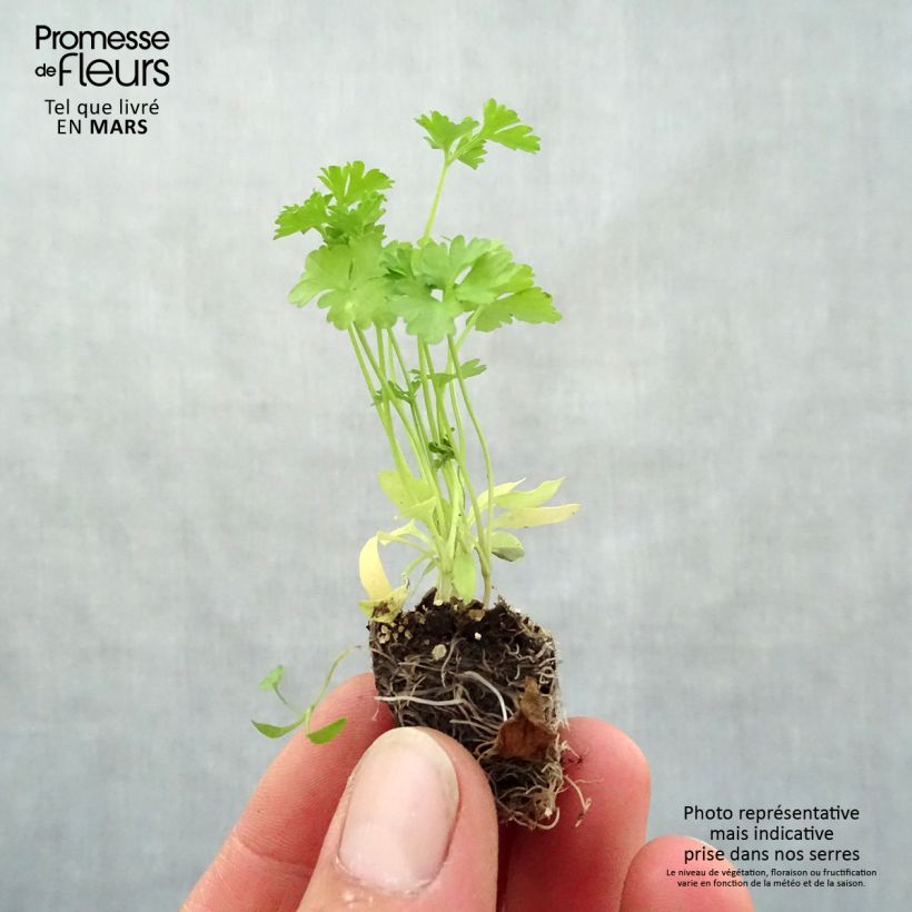 Prezzemolo riccio Verde scuro (piante) mini zolla... esemplare consegnato in primavera