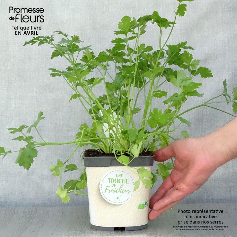 Example of Prezzemolo semplice Gigante d'Italia in vaso da 1L/1.5L BIO as you get in printemps