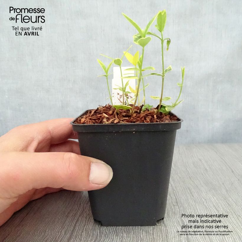 Example of Vinca minor Ralph Shugert - Pervinca minore Vasetto da 8/9 cm as you get in printemps