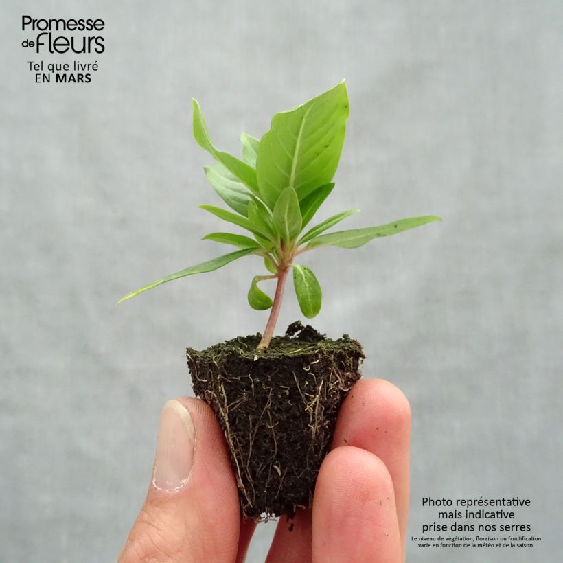 Catharanthus roseus Cora Cascade Mix - Pervinca del Madagascar Jardimotte: zolla da 3,8 cm x 3,2 cm in vassoio da 16 pezzi. esemplare consegnato in primavera