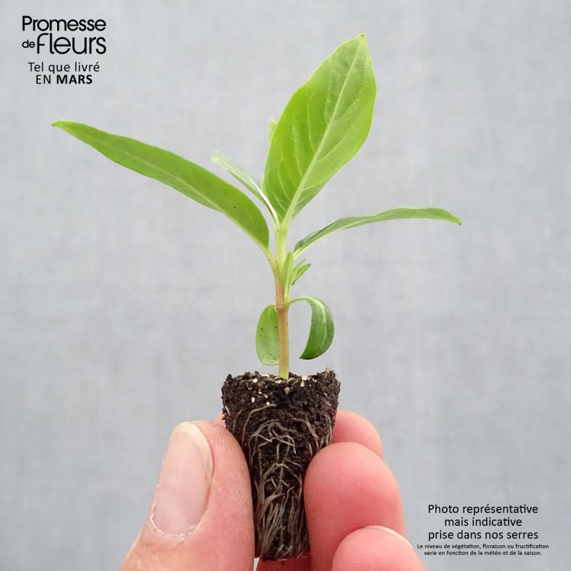 Catharanthus roseus Titan Blush - Pervinca del Madagascar Mini zolla Ø 1,5/2,5 cm esemplare consegnato in primavera