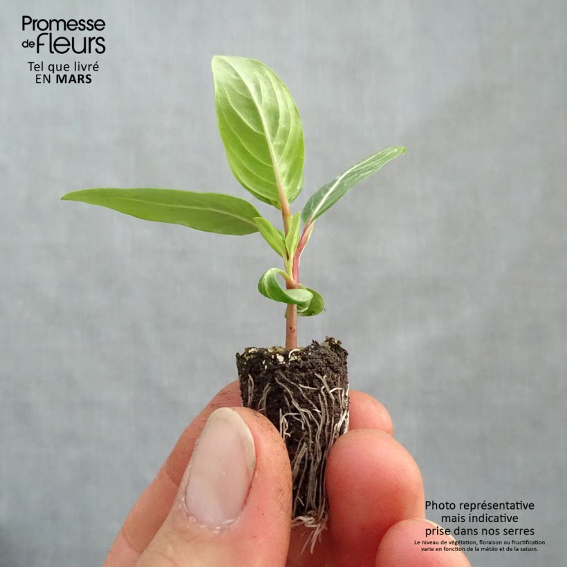 Catharanthus roseus Titan Lavender Blue Halo - Pervinca del Madagascar Mini zolla Ø 1,5/2,5 cm esemplare consegnato in primavera