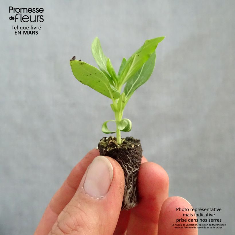 Catharanthus roseus Titan White - Pervinca del Madagascar Mini zolla Ø 1,5/2,5 cm esemplare consegnato in primavera