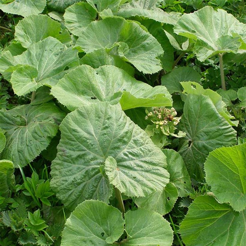 Petasites albus - Farfaraccio bianco (Foliage)