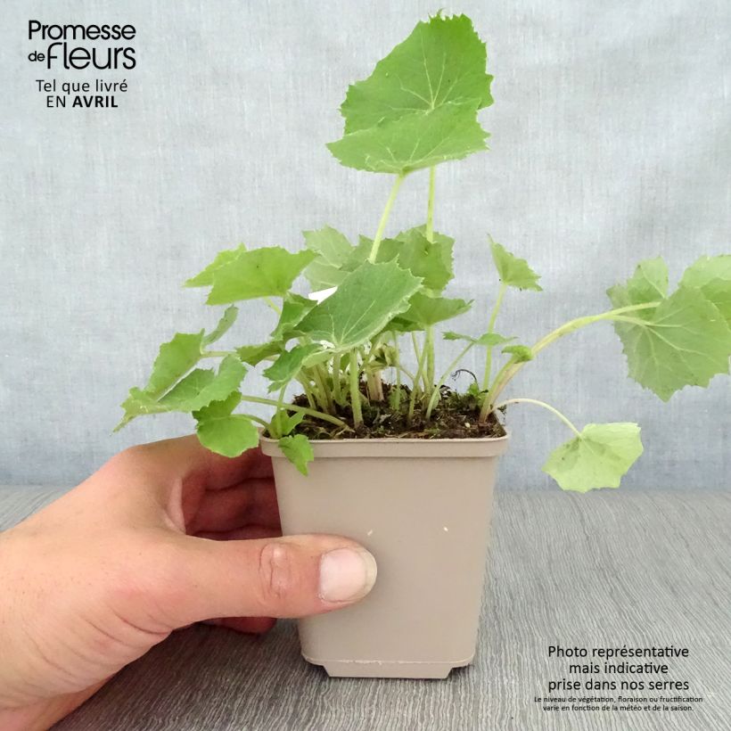 Example of Petasites albus - Farfaraccio bianco Vasetto da 8/9 cm as you get in printemps